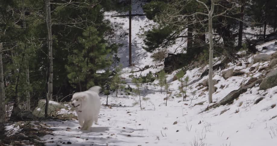 Dog running in snow