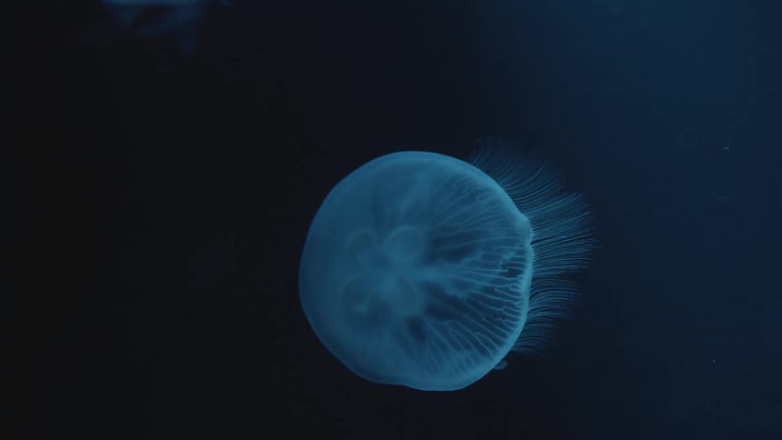 A glowing transparent blue jellyfish undulates as it swims against a black background