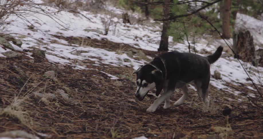 A dog walking on a forest floor with snow with trees and plants in the background