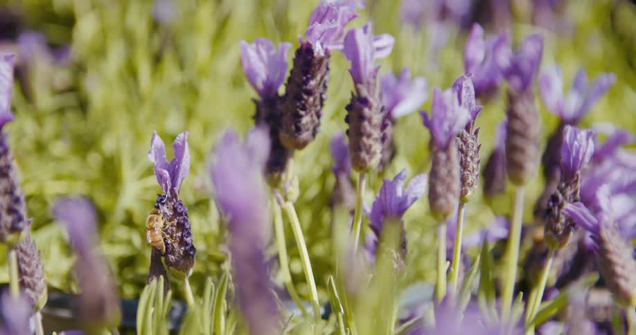 Bees pollinating flowers with stem and leaves