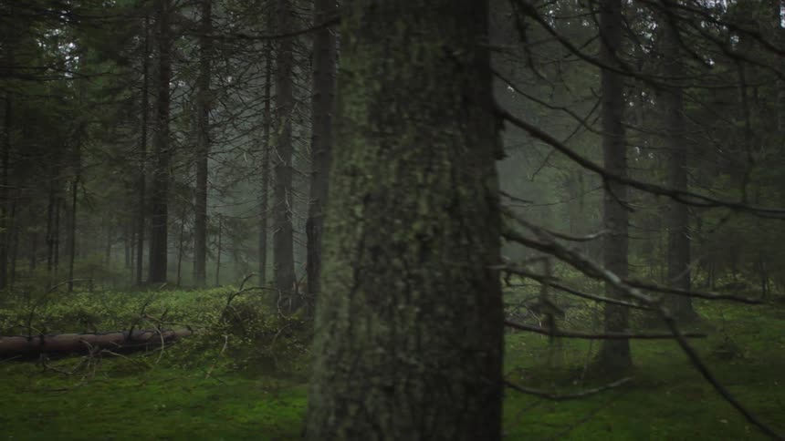 Man with red beanie and coat carries a basket in the woods