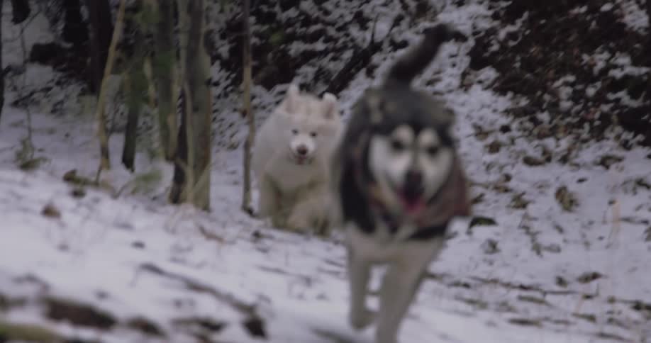 Two dogs running on a forest floor with snow with trees and plants in the background