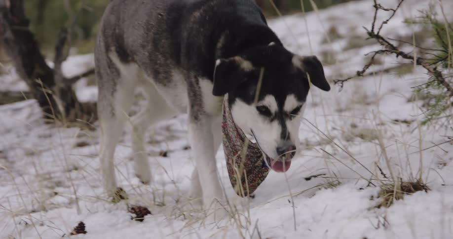A dog wearing a scarf walking in snow in a forest during the day