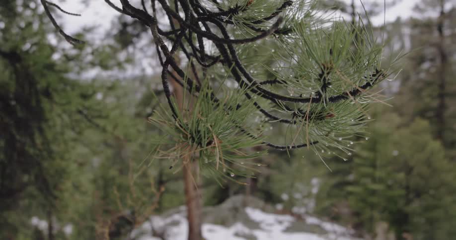 Snow melting and dripping from a pine tree in a forest