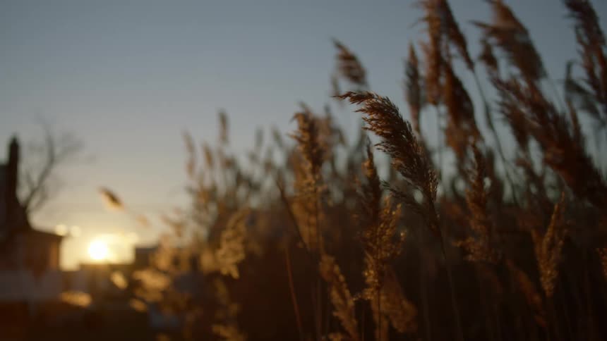 Sun rises on horizon beyond house and grasses waving in the wind
