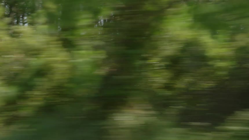 A forest with plants and trees with the sky and clouds in the background