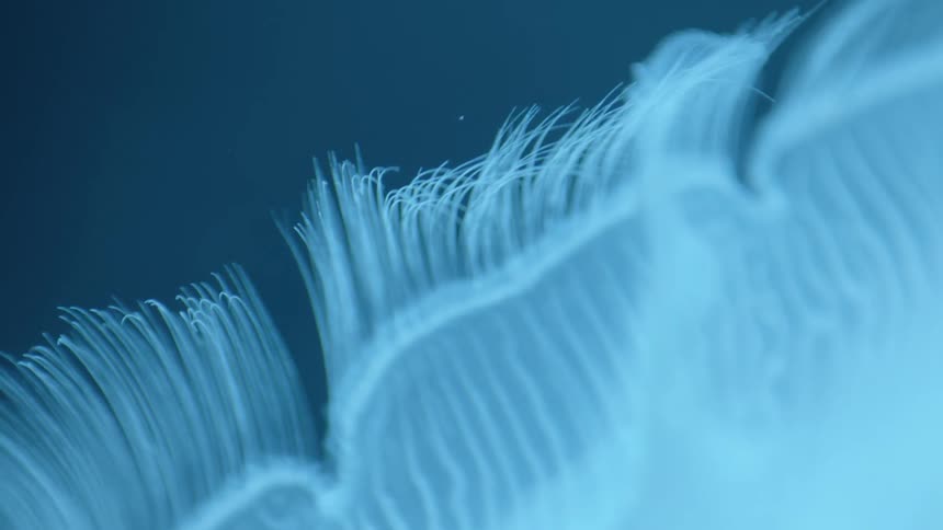 Anemone filament gently waving in the blue ocean water
