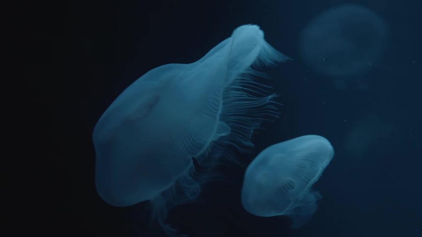 Pale jellyfish with tendrils float and swim through dark blue water