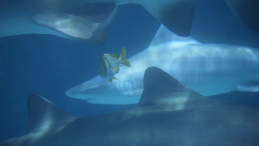 Sharks and fish are swimming in the ocean water