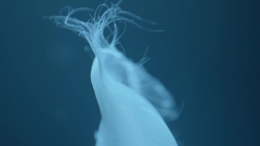 A jellyfish swimming underwater