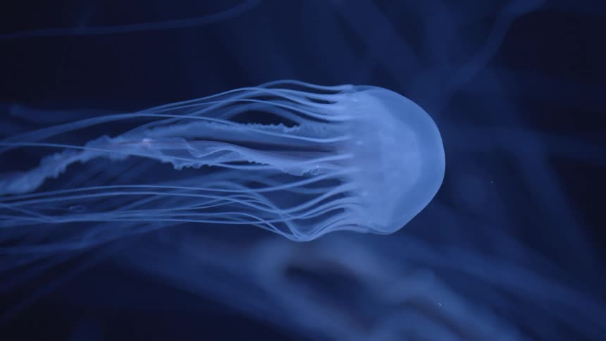 Blue jellyfish slowly swimming sideways in the water