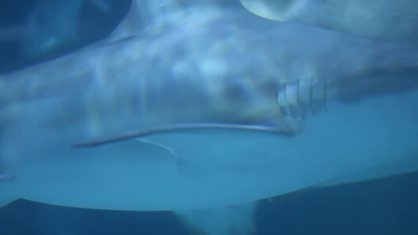 Two sharks are swimming in the ocean