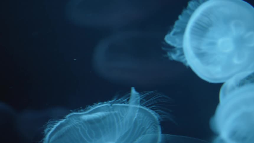 Blue jellyfish swimming in the ocean