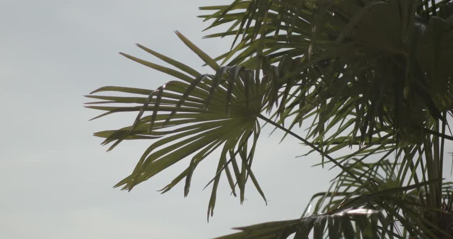 A tropical tree is displayed in spring