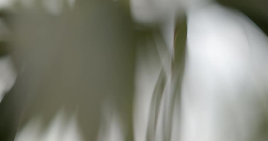 Close up of leaves on a plant