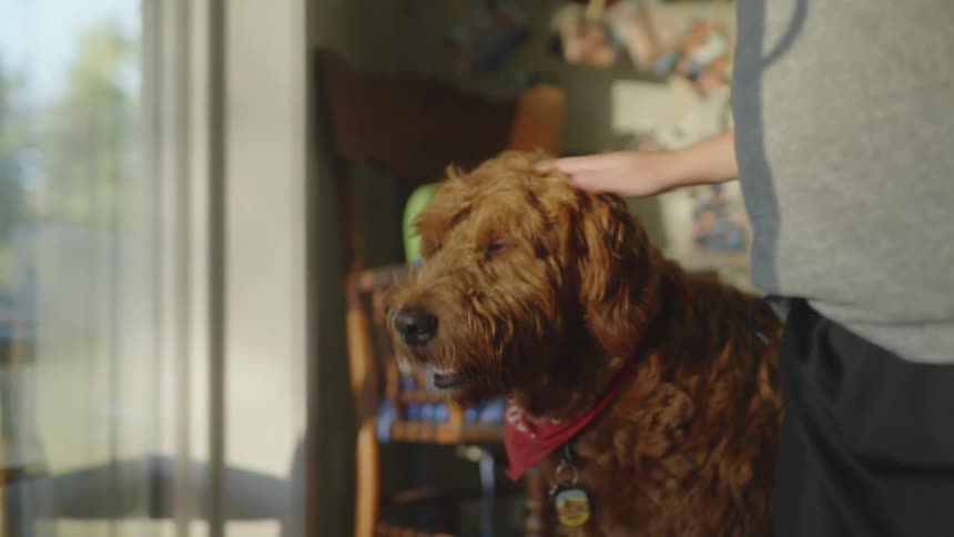 Boy with a grey t shirt pets brown dog indoors
