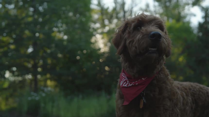 Wire haired chocolate dog wearing red and white bandanaruns from area near woods