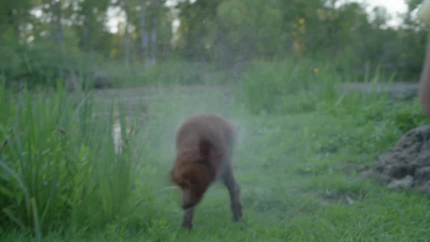 A young girl watching a wet dog shake off after walking out of a body of water