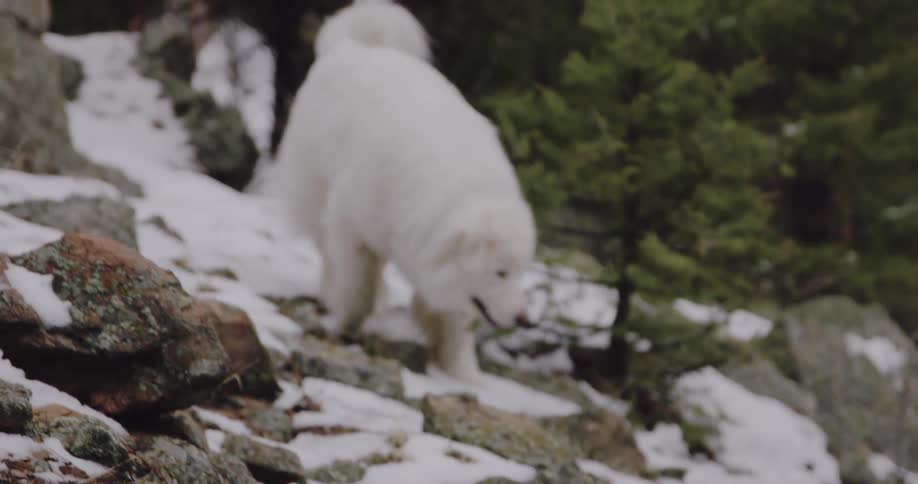 A pair of dogs walk down a rocky and snow covered slope near a forest