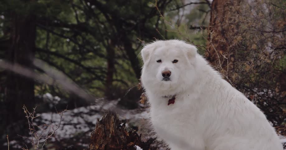 White furry dog walking over the snow in the forest