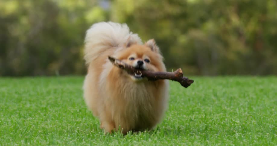 A pomeranian rugs through the park with a small branch in its mouth