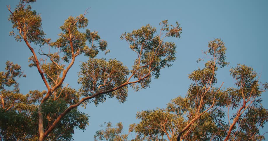 Upwards shot of trees