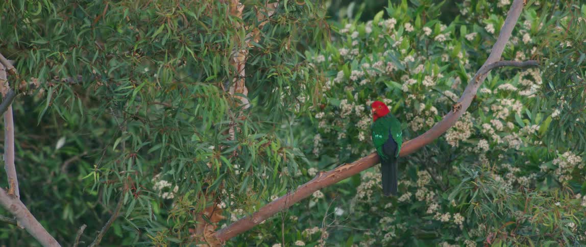 A parrot with bright red head sits on a branch looking around