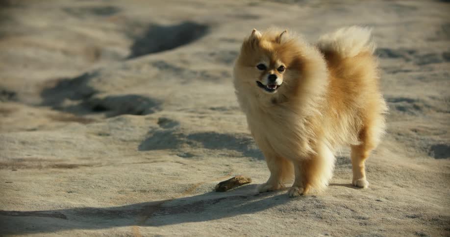 A dog standing on sand with wind blowing its fur