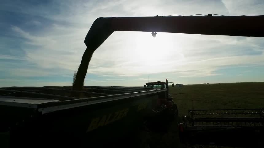 The arm of a piece of agricultural equipment dumps grain into a bin
