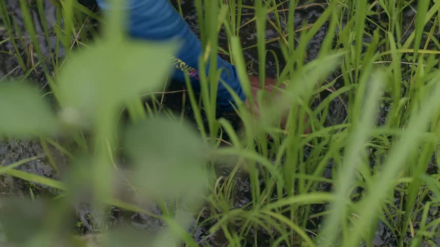 A person is picking at the water soaked ground amid tall grasses