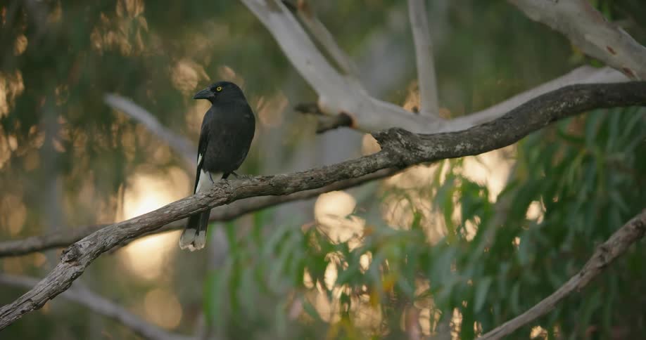 Black bird sitting on a tree branch looking around as the leaves move in the breeze