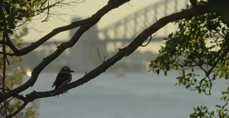 Bird sitting on tree branch as the leaves move in the breeze