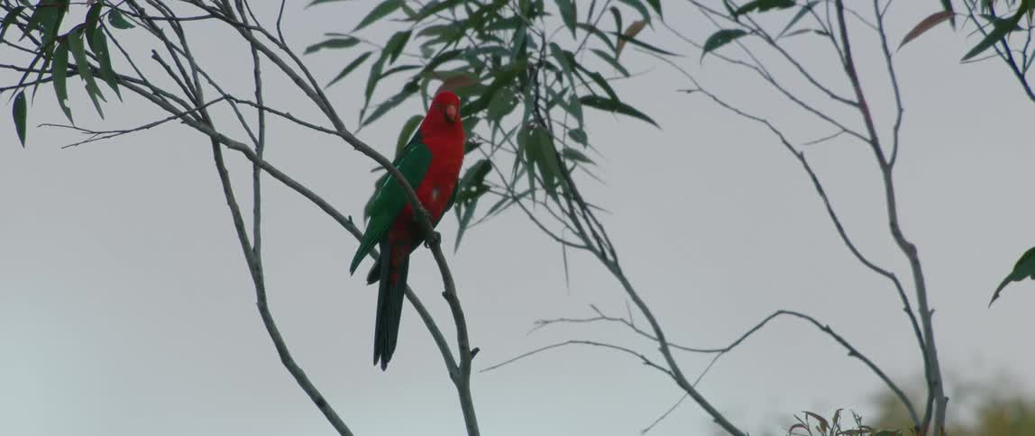 Red and black bird sitting on a tree branch looking around as the leaves move in the breeze