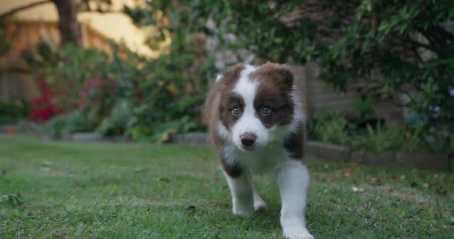 A puppy walking in a backyard with grass plats and trees