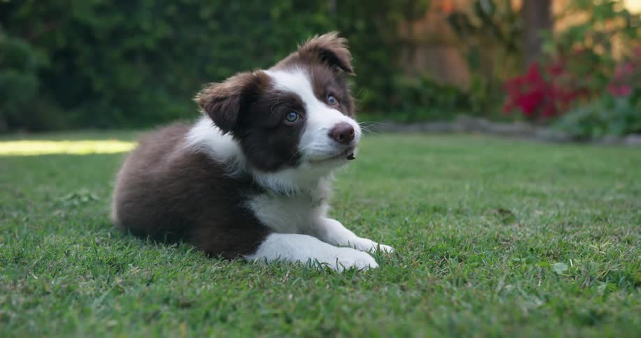 A puppy lies outside in the grass and looks around