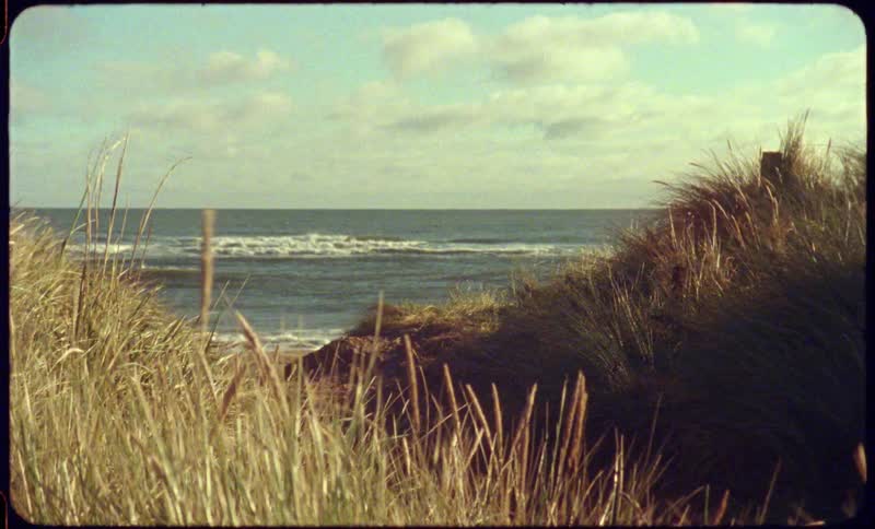 Grass flutters in the wind on an ocean shore during the day
