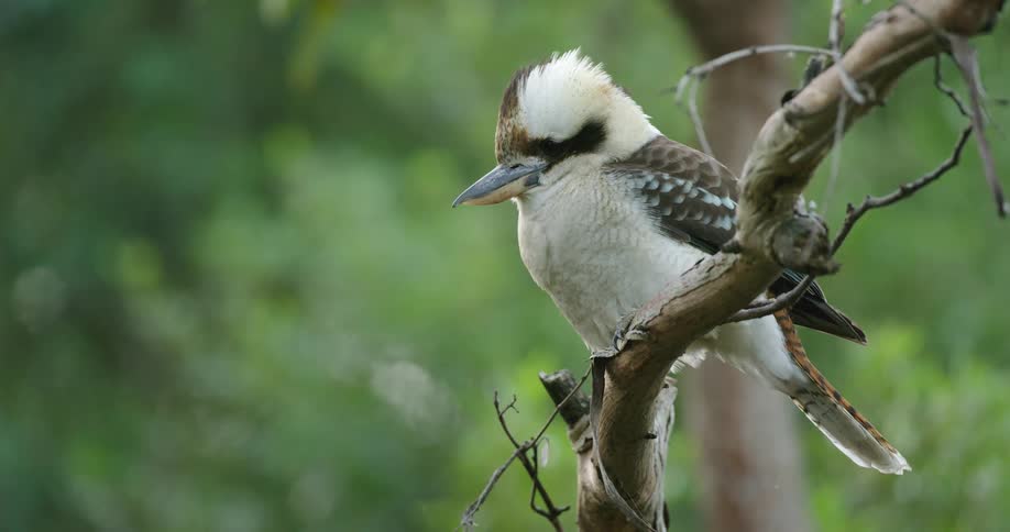 A bird sitting on a branch outdoors