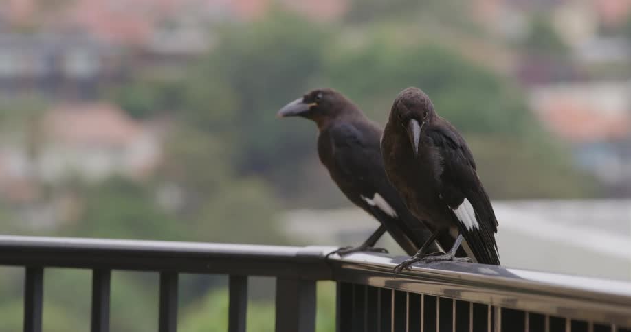 Two crows sit perched on a balcony in a residential neighborhood