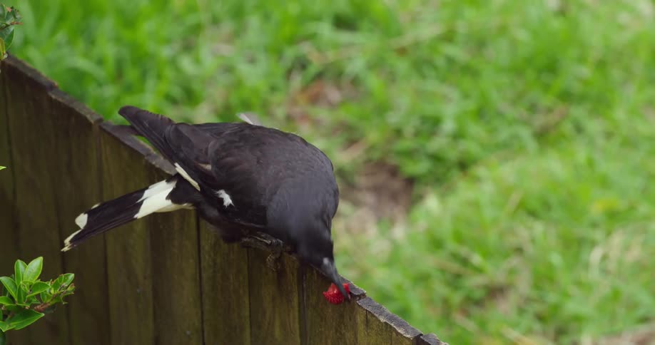 Black bird sits on a fence with a red berry in its beak then flies away