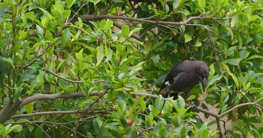 A black bird is sitting on a tree branch surrounded by green leaves