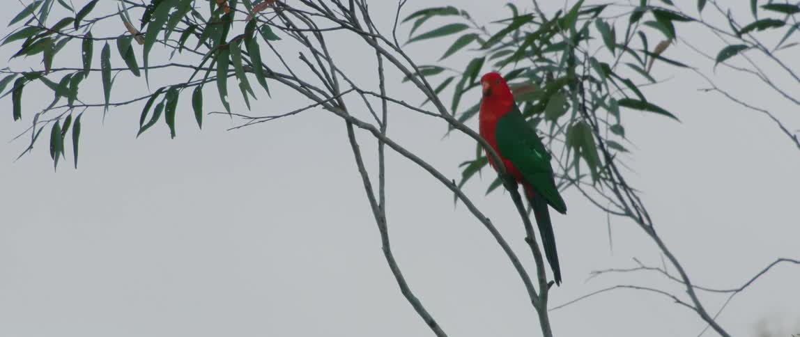 A colorful bird sits on the branch of a tree on a cloudy day