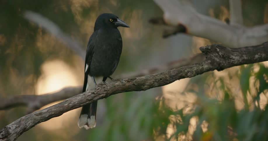 A black bird with white on its tail sitting on a tree branch outdoors