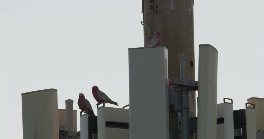 Birds sitting on a pole outdoors