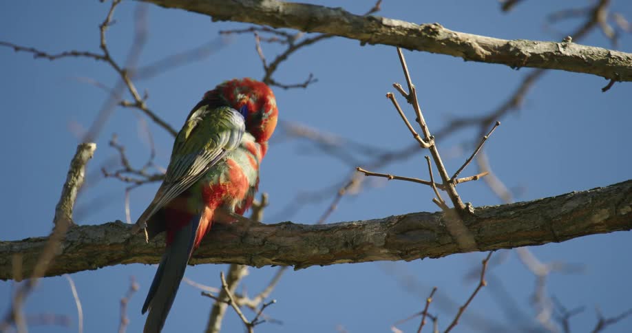 Parrot scratches himself with his beak while sitting on a branch under a blue sky