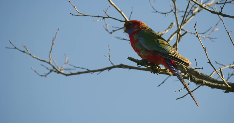 Red and black bird sitting on tree branch on a clear day