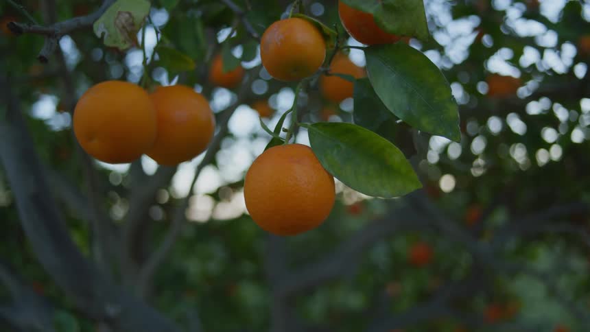 Ripe oranges hanging from the branches of a tree in a farm