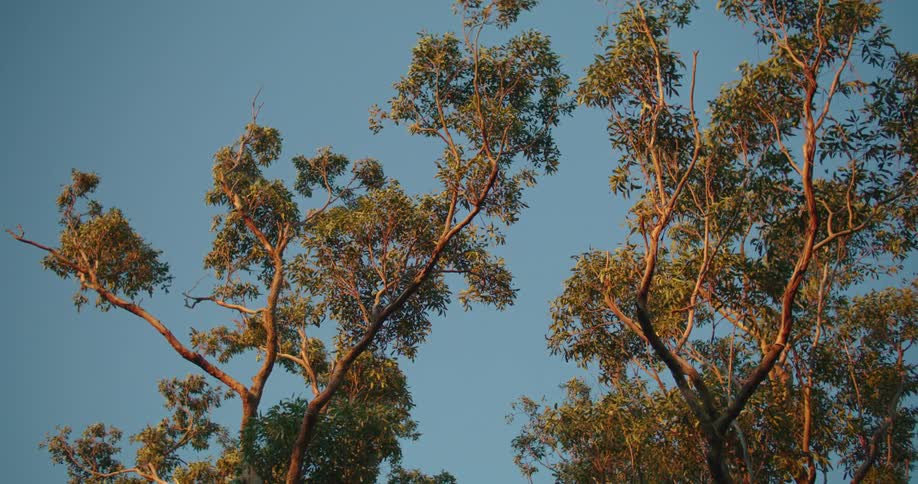 Sun shining on trees as the leaves sway in the breeze on a clear day
