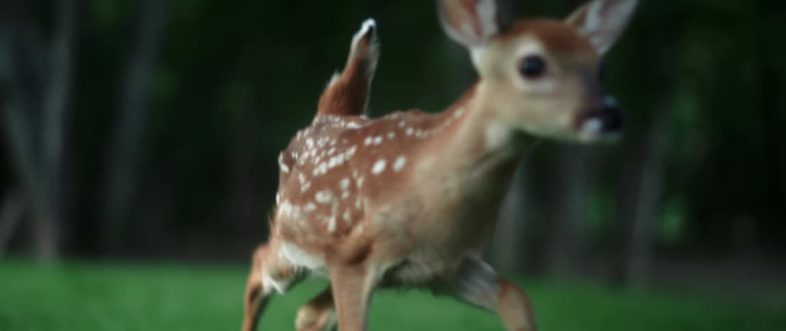 A woman reaches her hand out to a fawn walking slowly and anxiously toward her