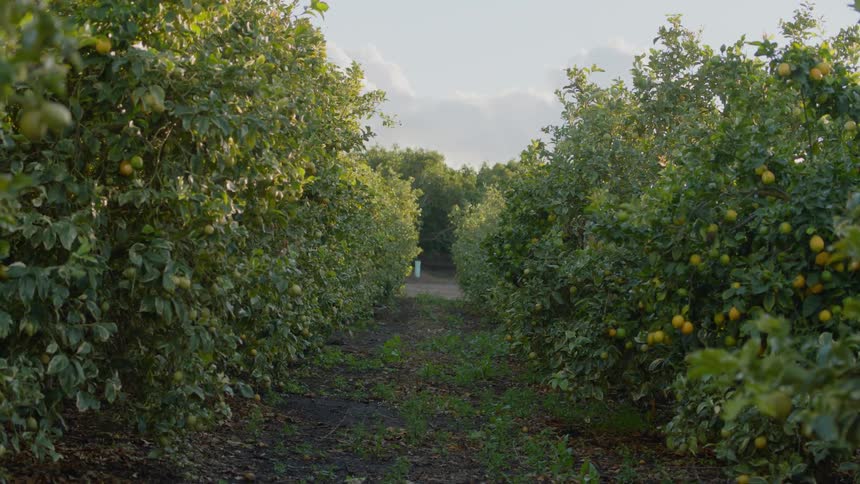 Group of lemon trees