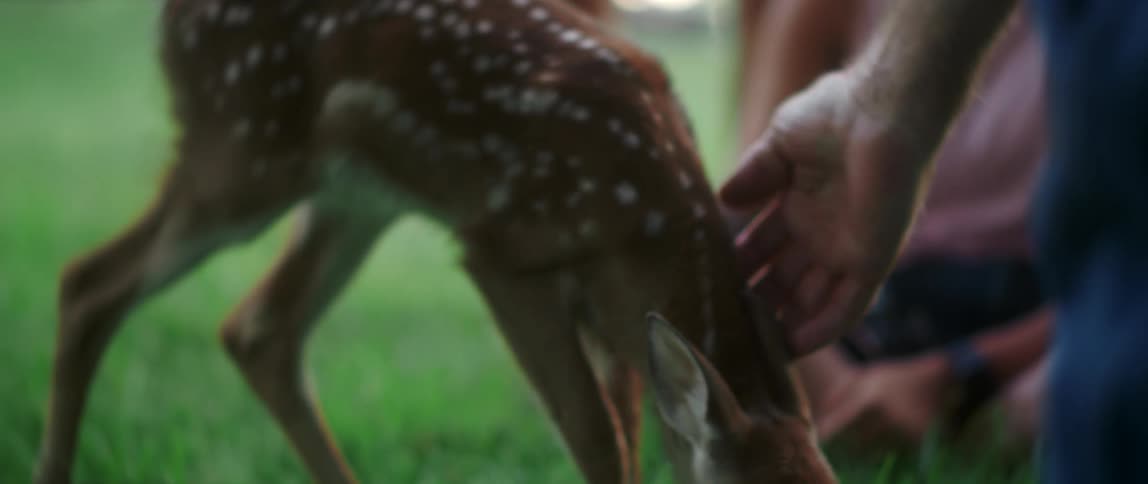 Man pets a baby deer while a woman sits on the grass watching